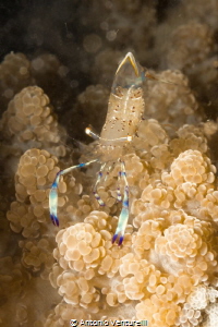 Anemone shrimp with macro/60 mm, Hon Mun marinepark-Nha T... by Antonio Venturelli 
